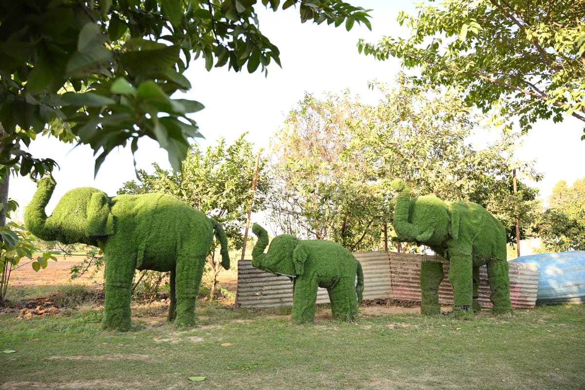 Devaa Farm — 3